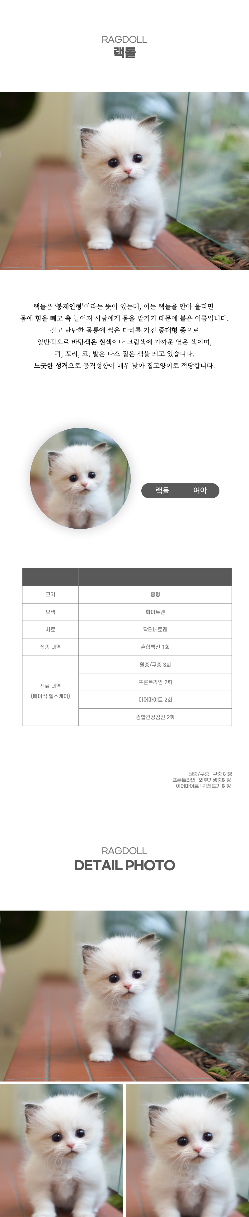 랙돌_상세이미지_2